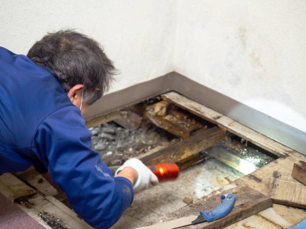 Best Attic Mold Removal  in Forest Park, OH