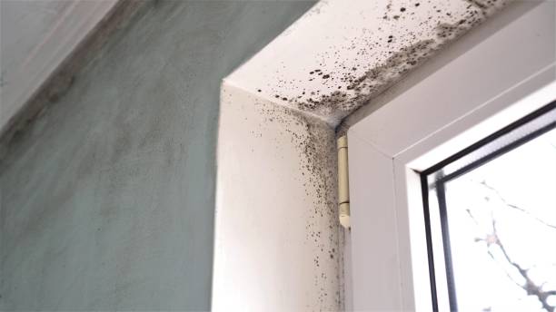 Crawl Space Mold Removal in Forest Park, OH
