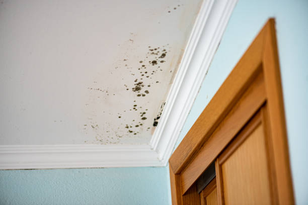 Best Best Mold Removal Companies  in Forest Park, OH