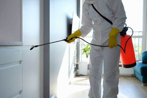 Best Black Mold Removal  in Forest Park, OH