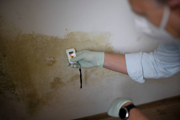 Mold Removal and Inspection in Forest Park, OH