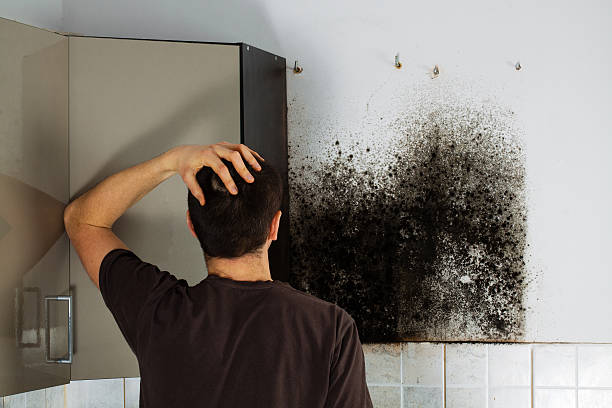 Best Fast Mold Removal  in Forest Park, OH