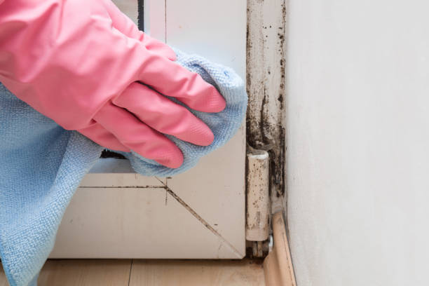 Best Commercial Mold Removal  in Forest Park, OH