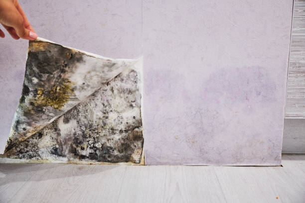 Best Mold Removal Near Me  in Forest Park, OH